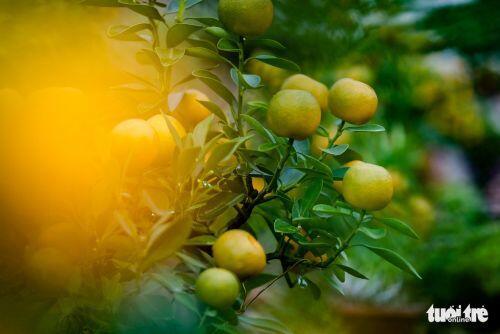 Quất 'thăng tiến' độc lạ giá vài chục triệu hút khách chơi Tết Hà Nội