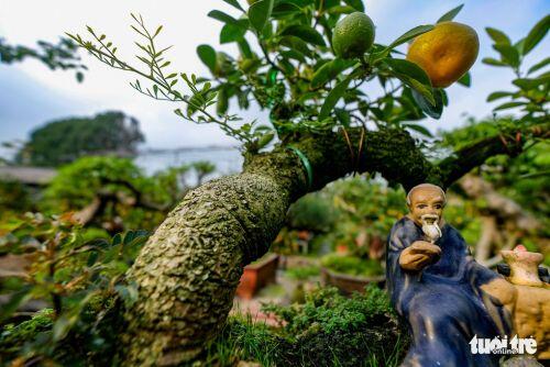 Quất 'thăng tiến' độc lạ giá vài chục triệu hút khách chơi Tết Hà Nội