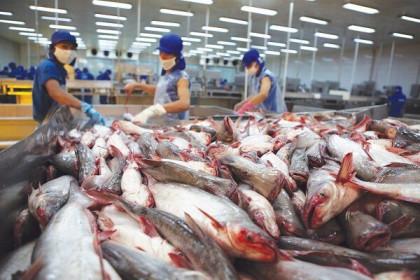 Thaco muốn giải cứu Hùng Vương từng là "vua cá tra" một thời
