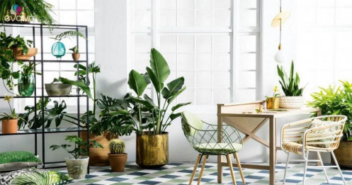 Tuổi Sửu hợp cây gì? Những loại cây giúp tuổi Sửu thêm giàu sang, phú quý