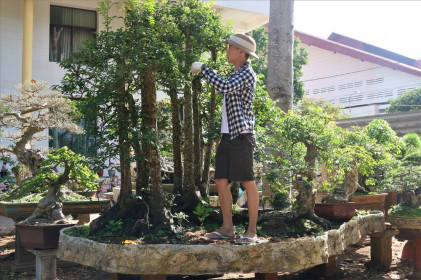 Cây khế 19 thân cực kỳ hiếm, khách trả hơn 300 triệu vẫn chưa bán