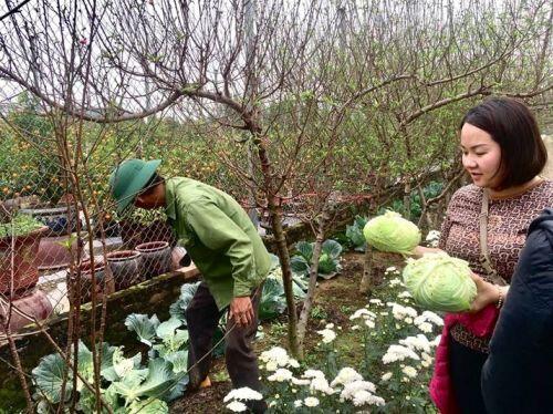 Rượt đuổi cùng thời gian, người trồng đào sẵn sàng đón Tết