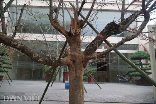 Cành đào rừng 10 năm tuổi được rao bán 200 triệu đồng ở Hà Nội