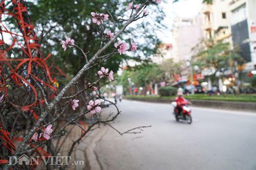 Cành đào rừng 10 năm tuổi được rao bán 200 triệu đồng ở Hà Nội