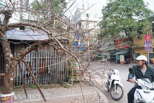 Cành đào rừng 10 năm tuổi được rao bán 200 triệu đồng ở Hà Nội