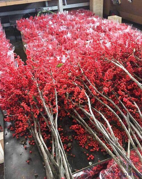 Đại gia chi 100 triệu đồng mua đào đông, hàng Trung Quốc đỏ rực chơi Tết Canh Tý