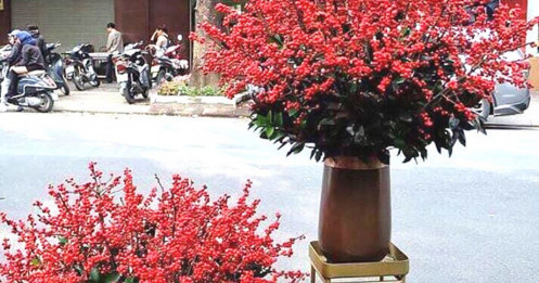 Đại gia chi 100 triệu đồng mua đào đông, hàng Trung Quốc đỏ rực chơi Tết Canh Tý