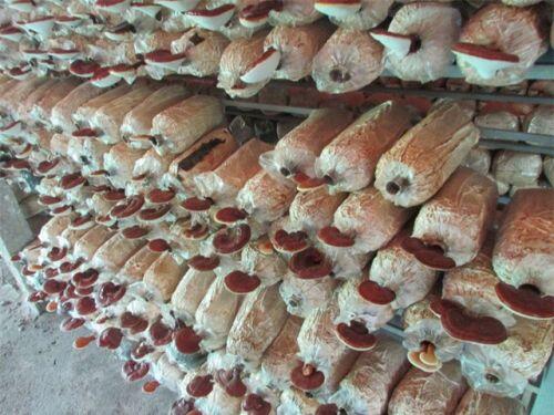Bỏ nhiều nghề để về trồng nấm, thu lãi 200 triệu đồng/năm