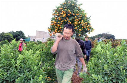 Đắt hàng quất cảnh đón Tết