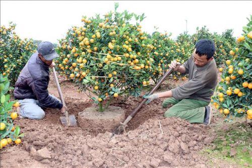 Đắt hàng quất cảnh đón Tết