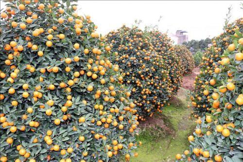 Đắt hàng quất cảnh đón Tết