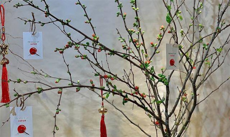 Chục triệu đồng một bình hoa đào Nhật chơi Tết