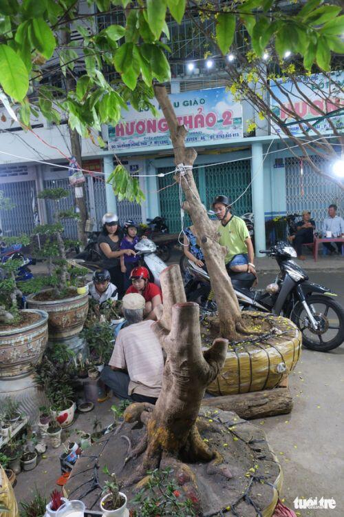 Cây mai 'triệu nụ' rao giá 300 triệu