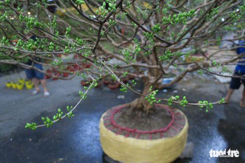 Cây mai 'triệu nụ' rao giá 300 triệu