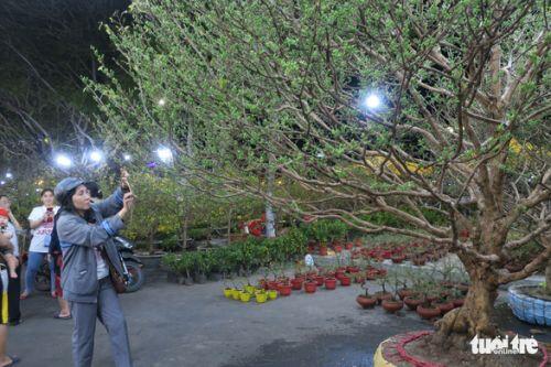 Cây mai 'triệu nụ' rao giá 300 triệu