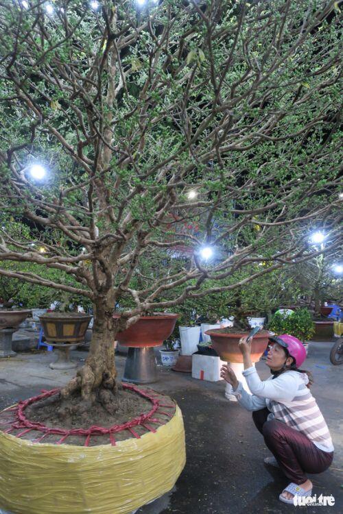 Cây mai 'triệu nụ' rao giá 300 triệu