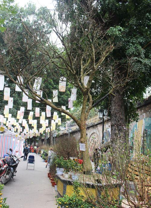 Đại gia chi hơn 3 tỷ đồng vẫn không mua nổi cây Hoàng mai 120 tuổi