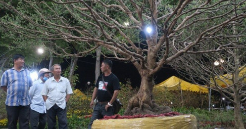 Cây mai 'triệu nụ' rao giá 300 triệu
