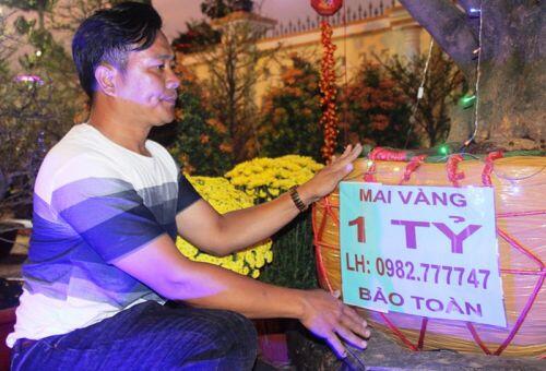 Chiêm ngưỡng cây mai 90 năm tuổi được rao bán 1 tỷ đồng