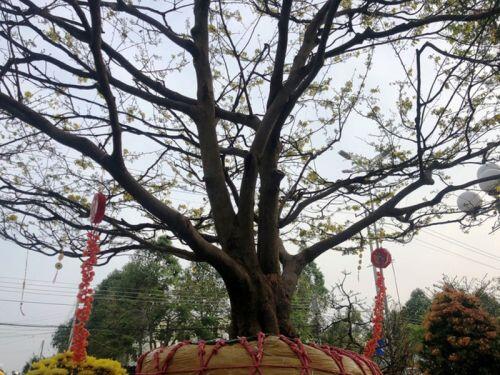 Chiêm ngưỡng cây mai 90 năm tuổi được rao bán 1 tỷ đồng
