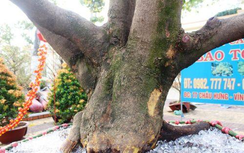 Chiêm ngưỡng cây mai 90 năm tuổi được rao bán 1 tỷ đồng