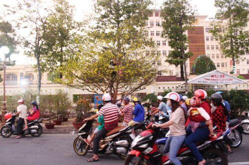 Chiêm ngưỡng cây mai 90 năm tuổi được rao bán 1 tỷ đồng