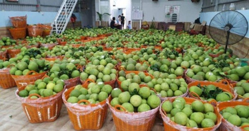Bưởi Tết dồi dào, giá không cao