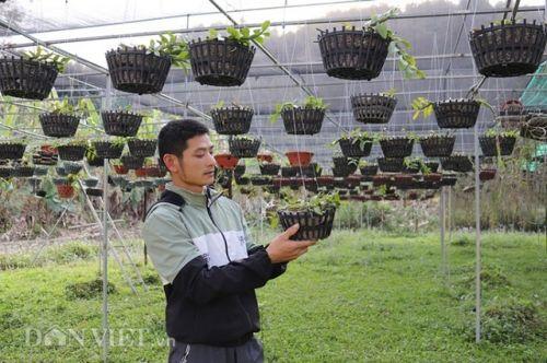 Lạ mà hay: Cho lan rừng "uống" nước luộc đu đủ thu hàng trăm triệu