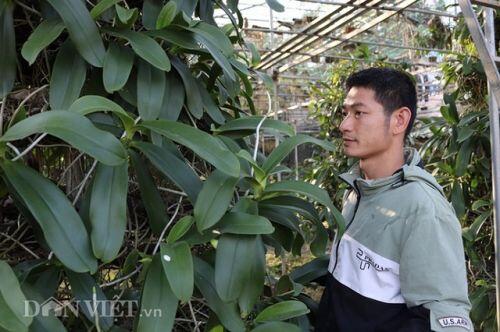 Lạ mà hay: Cho lan rừng "uống" nước luộc đu đủ thu hàng trăm triệu