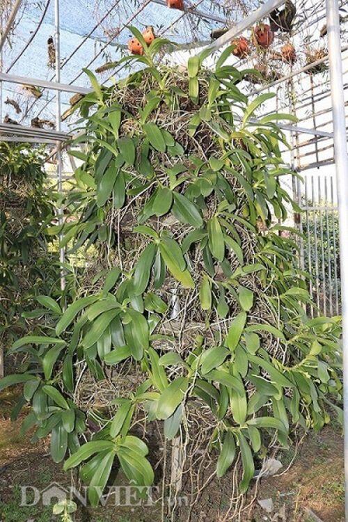Lạ mà hay: Cho lan rừng "uống" nước luộc đu đủ thu hàng trăm triệu