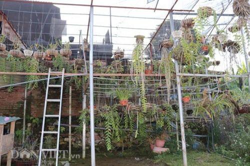 Lạ mà hay: Cho lan rừng "uống" nước luộc đu đủ thu hàng trăm triệu