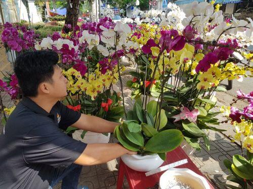 Cánh nhà giàu không tiếc tiền “rước” lan đẹp về chơi Tết