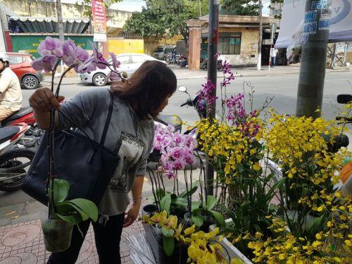 Cánh nhà giàu không tiếc tiền “rước” lan đẹp về chơi Tết