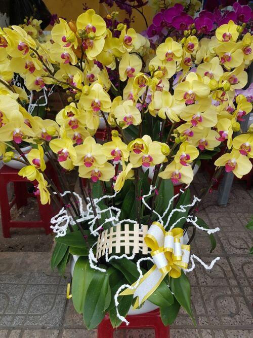 Cánh nhà giàu không tiếc tiền “rước” lan đẹp về chơi Tết