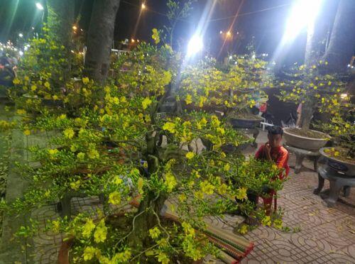 Cúc, quất... giá giảm hơn một nửa, dân Sài Gòn đổ xô đi mua