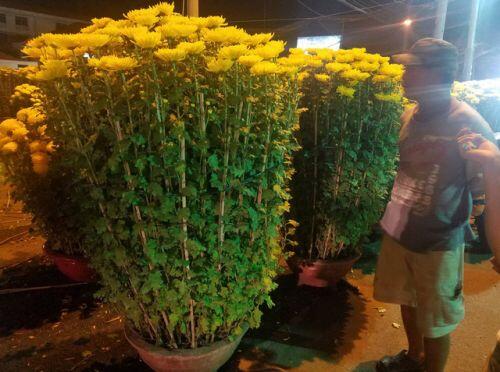 Cúc, quất... giá giảm hơn một nửa, dân Sài Gòn đổ xô đi mua