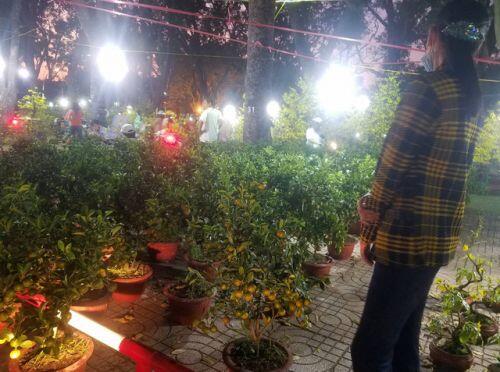 Cúc, quất... giá giảm hơn một nửa, dân Sài Gòn đổ xô đi mua