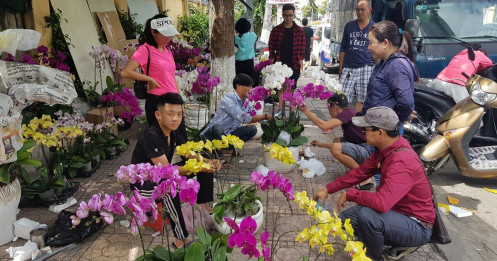 Cánh nhà giàu không tiếc tiền “rước” lan đẹp về chơi Tết
