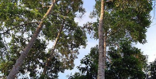 Trồng cây cho hạt đắt như "vàng ròng", xây nhà lầu sắm xe hơi