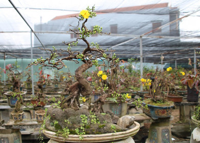 Nghệ nhân tạo giống mai kiểng bạc tỉ