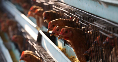 Trung Quốc phát hiện ổ dịch cúm gia cầm H5N1 cạnh tâm dịch viêm phổi lạ