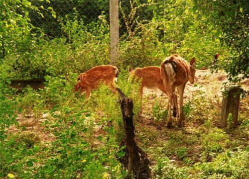 Bình Định: Ông nông dân thu tiền tỉ mỗi năm nhờ trồng rừng và nuôi hươu, nai