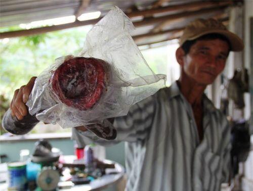 Bình Định: Ông nông dân thu tiền tỉ mỗi năm nhờ trồng rừng và nuôi hươu, nai