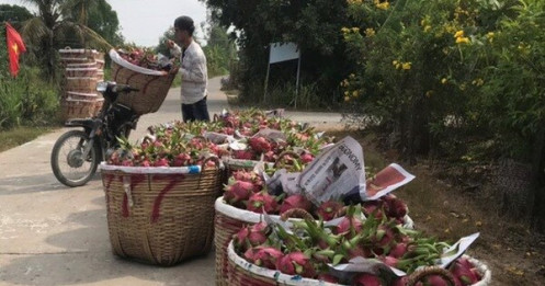 Công ty Trung Quốc đặt mua 500 container thanh long 50.000 đồng/kg, nay hủy hoặc chỉ trả 5.000 đồng