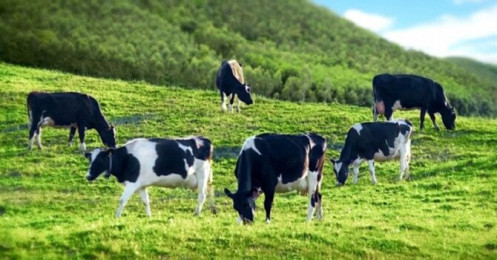 Lợi nhuận năm 2019 giảm sâu, GTNFoods (GTN) lên kế hoạch lãi năm 2020 gấp gần 8 lần