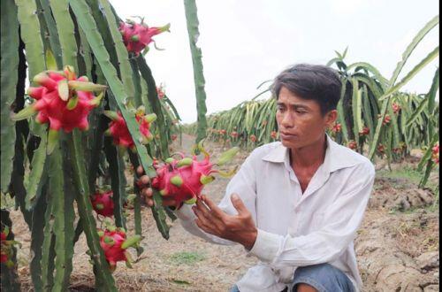 Thanh long rớt giá thảm, người trồng, nhà kho lao đao