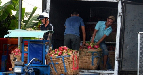 Từ giá 2.000-3.000 đồng/kg, thanh long trở lại giá 10.000-12.000 đồng/kg
