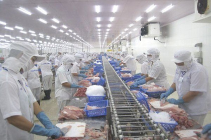 Từ ngày 2 đến 13-3: Mỹ tái đánh giá an toàn thực phẩm cá tra Việt Nam