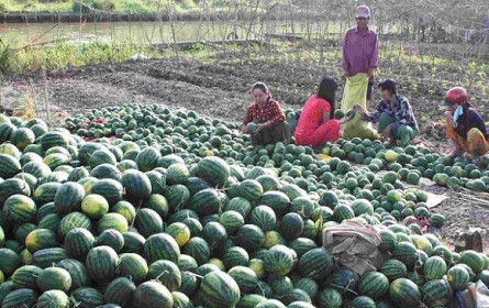 Kết nối DN phân phối lớn với nông dân để tiêu thụ nông sản