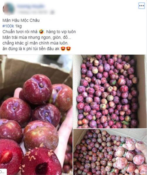 Loạn giá mận Mộc Châu trái mùa, tiểu thương nhét túi vài triệu/ngày